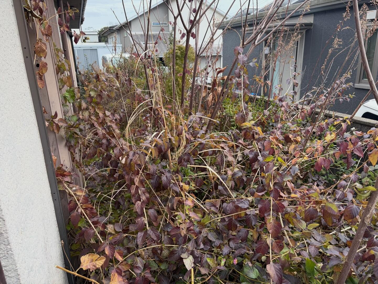 和歌山県にて庭の整理・伐採作業させていただきました！