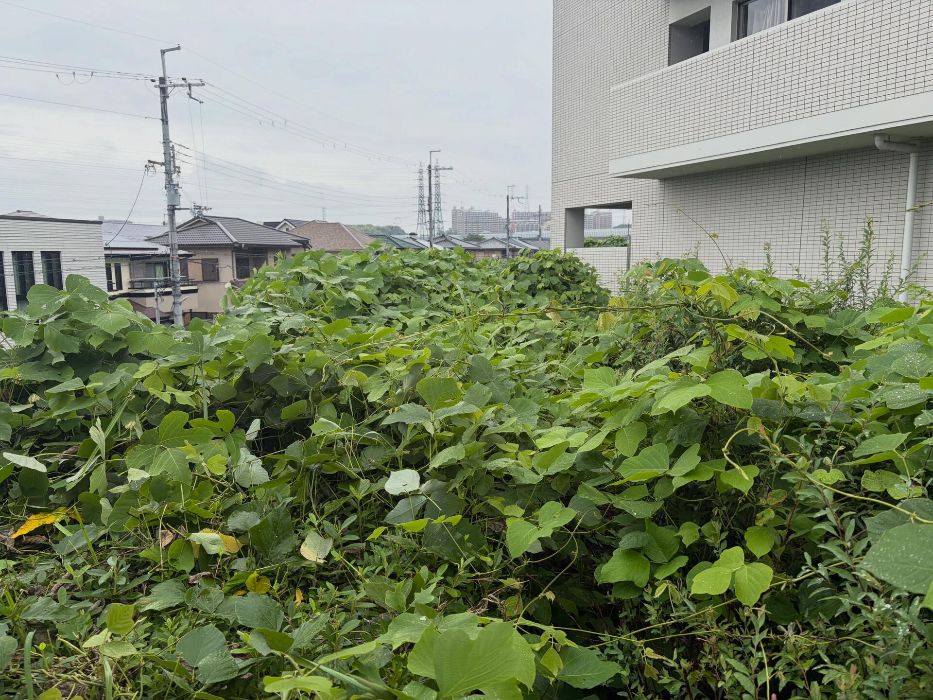 伸びすぎたツルが植栽全体を覆っていたため、