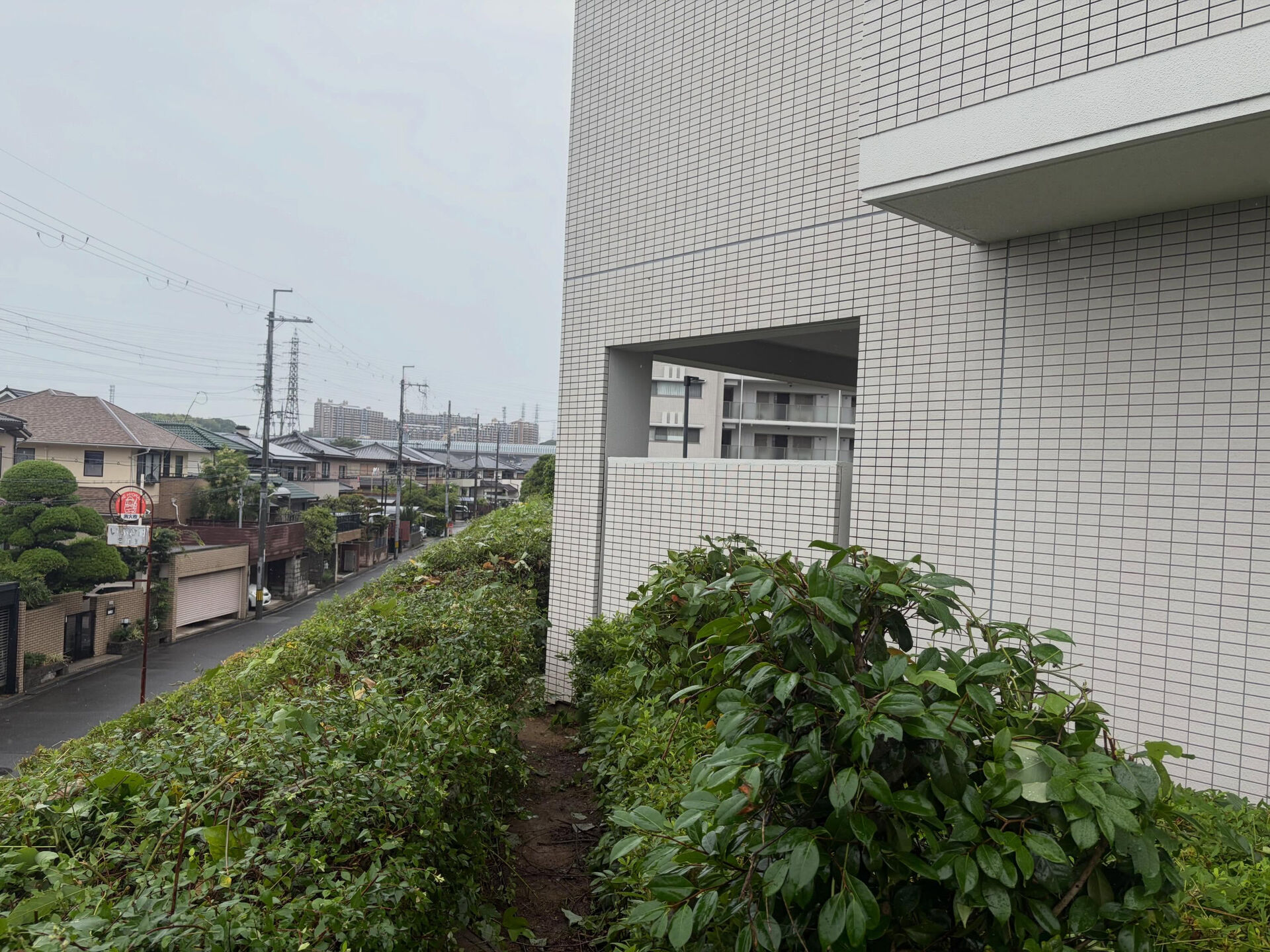 伸びすぎたツルが植栽全体を覆っていたため、
